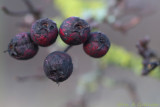 Black berries