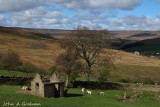 Fine house shed