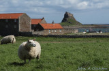 Lindisfarne sheep