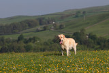 Sam in the buttercups and daisies