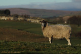 Looking at ewe