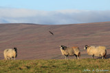 Nothing to crow about