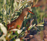 Virginia Rail 0781