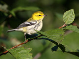 Black-throated Green Warbler 3014