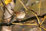 Swamp Sparrow 3382