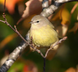 Orange-crowned Warbler 3646