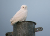 Snowy Owl 0708
