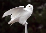 Snowy Owl 5614