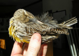 Western Meadowlark 8562