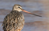 Marbled Godwit 9196