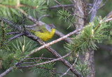 Nashville Warbler 2171