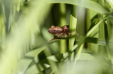 Spring Peeper 3309