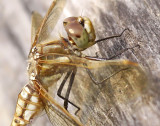 Red-veined Meadowhawk (S. madidum - female) 4976