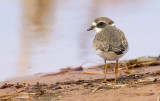 Semipalmated Plover 7517