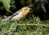 Blackburnian Warbler 8046