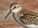 Western Sandpiper 4422