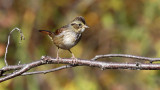 Swamp Sparrow 9500