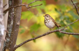 Hermit Thrush 9585