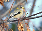 Evening Grosbeak 0563