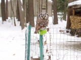 BorealOwl_021.jpg