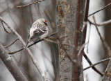 Hoary Redpoll 4389