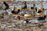 Eurasian Wigeon_5590