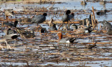 Eurasian Wigeon_5602