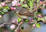 American Redstart_1205.jpg