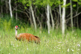 Sandhill Crane_3153.jpg