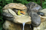 American Goldfinch_5609.jpg