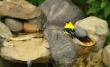 American Goldfinch_6328.jpg