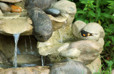 American Redstart_5269.jpg
