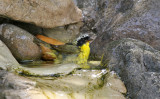 Common Yellowthroat_4427.jpg