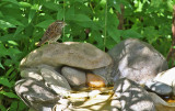 White-throated Sparrow_6292.jpg