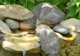 Veery_6871.jpg