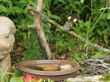 American Redstart_7427.jpg