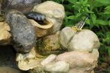 Blackburnian Warbler_7381.jpg