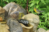 Blackburnian & Nashville Warbler_7344.jpg