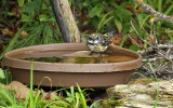 Yellow-rumped Warbler_7535.jpg