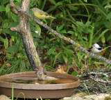 Indigo Bunting Nashville BCCH_7550.jpg