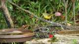 Mourning Warbler_7637.jpg