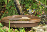 Golden-winged Warbler_7731.jpg