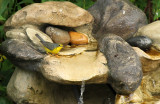 Canada Warbler_7767.jpg
