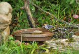 Black-and-white Warbler_7815.jpg