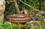 Purple Finch_7878.jpg