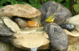 Wilson's Warbler_8657.jpg