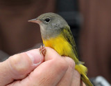 Mourning Warbler_7899 by Skip Perkins.jpg