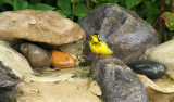 Canada Warbler_9139.jpg