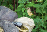 Palm Warbler_9486.jpg