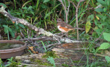 Eastern Towhee_0336.jpg